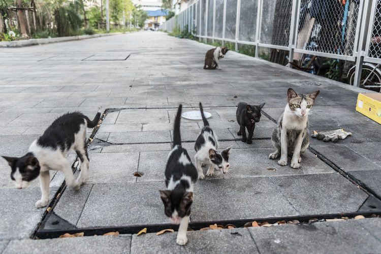 chats_errants_sterilisation