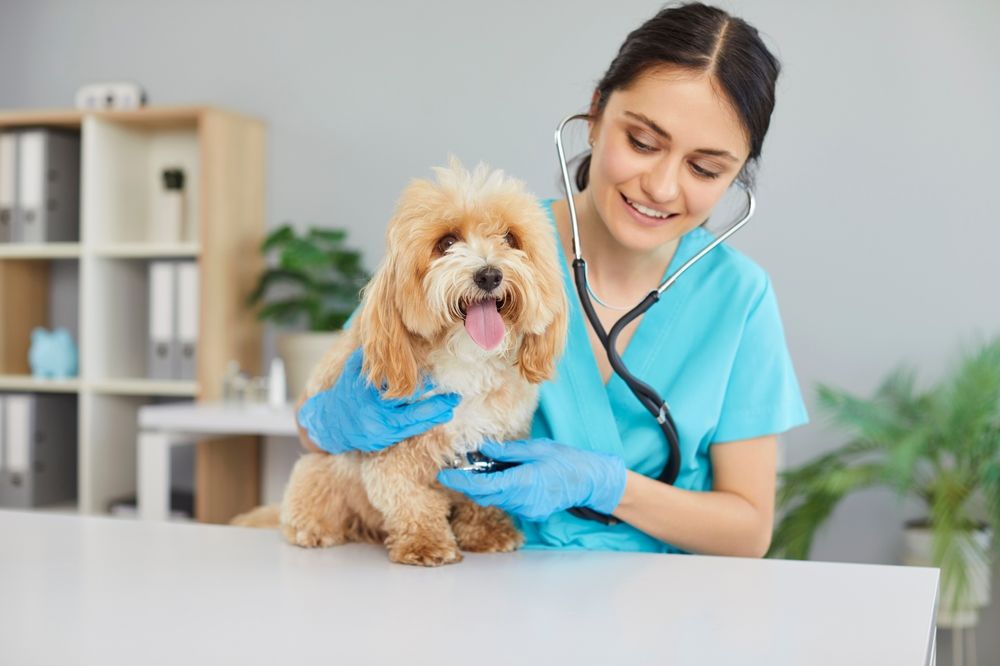 Consultare il veterinario