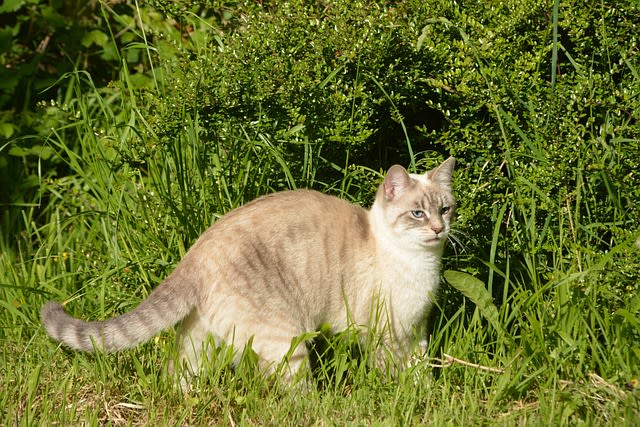 Jeune chatte
