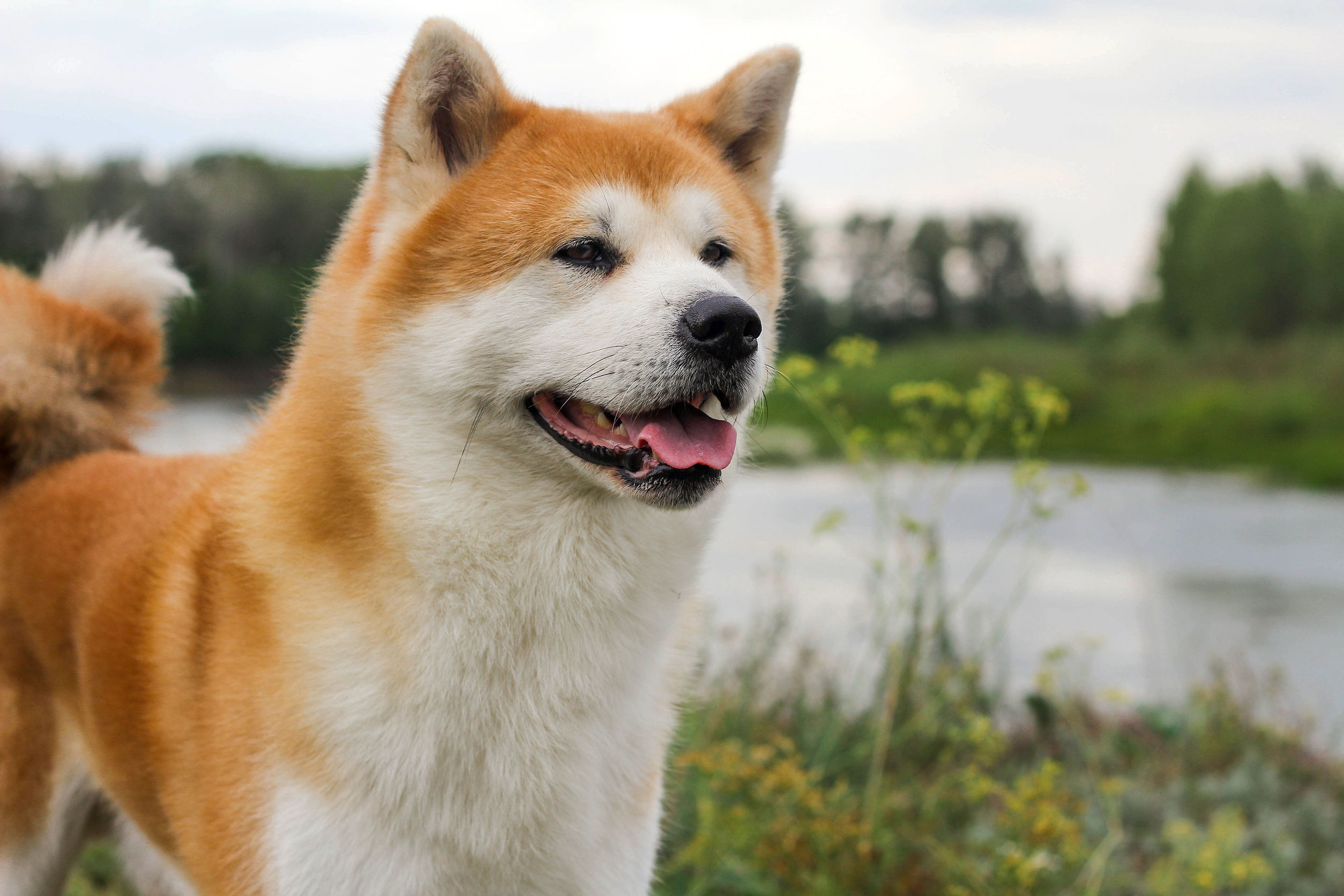 Akita Inu Caract re comportement et maladie Race de chien