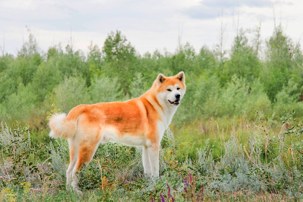 akita inu