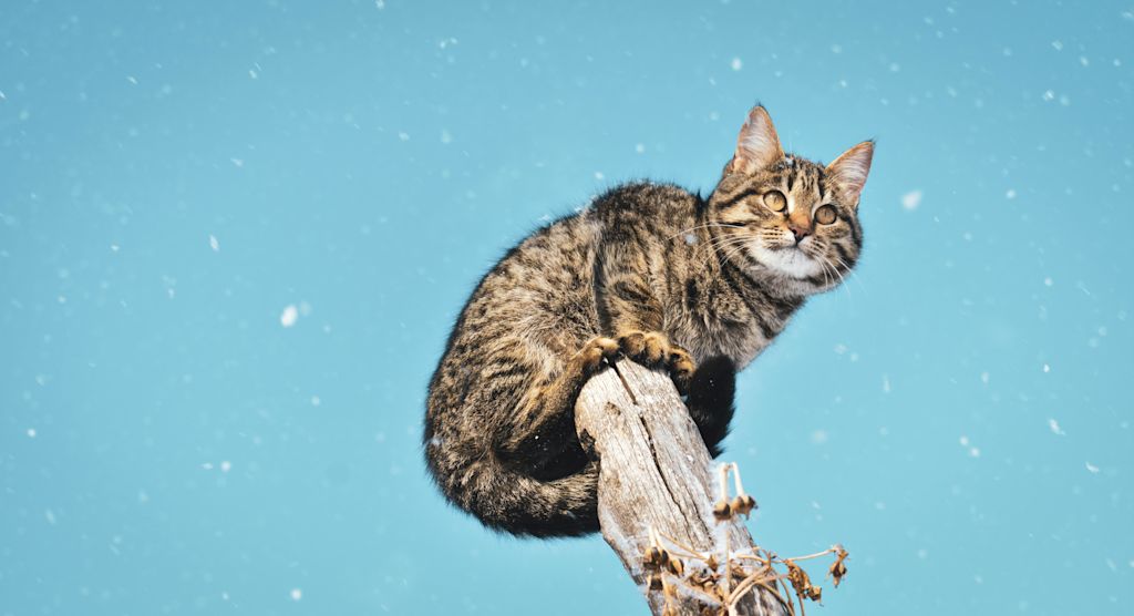 Chat sur un arbre