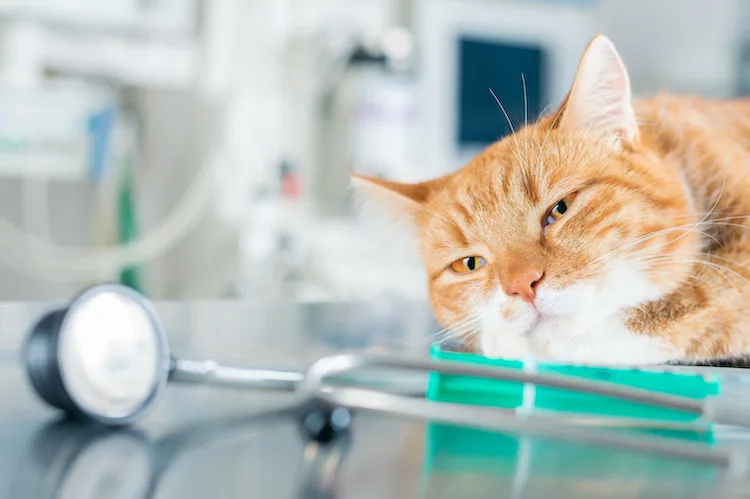 Mon chat a une otite : faut-il nécessairement des antibiotiques