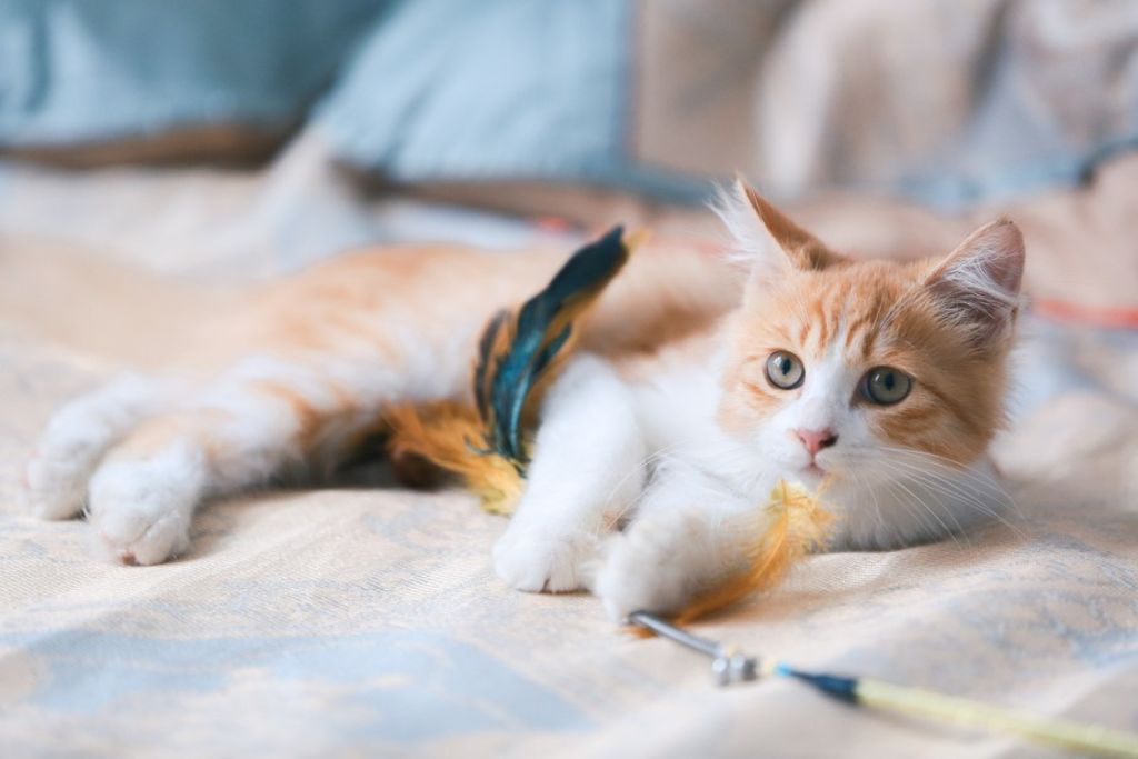 Chaton avec une plume