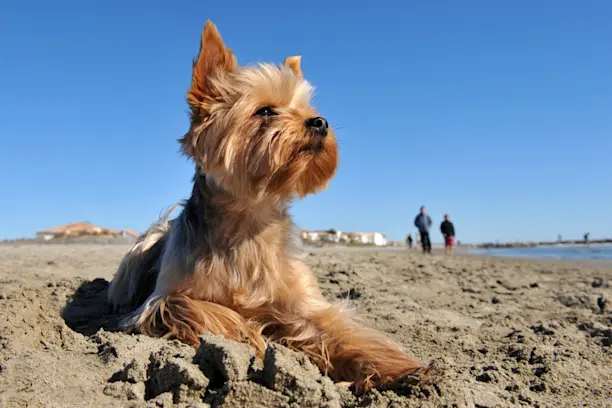 son buenos perros los terriers sedosos