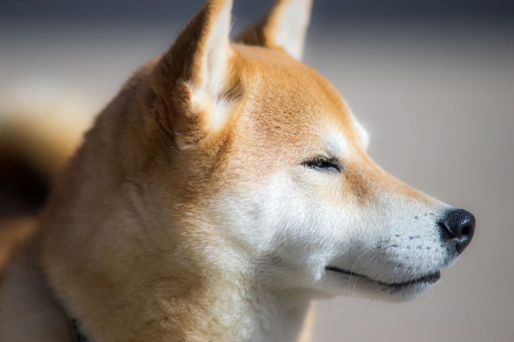 shiba-inu