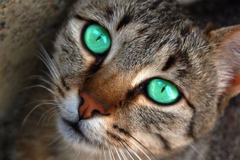 Pourquoi les chats ont-ils des pupilles verticales ?