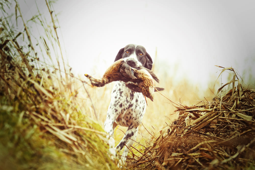 Los perros de caza y la nueva Ley de Bienestar Animal