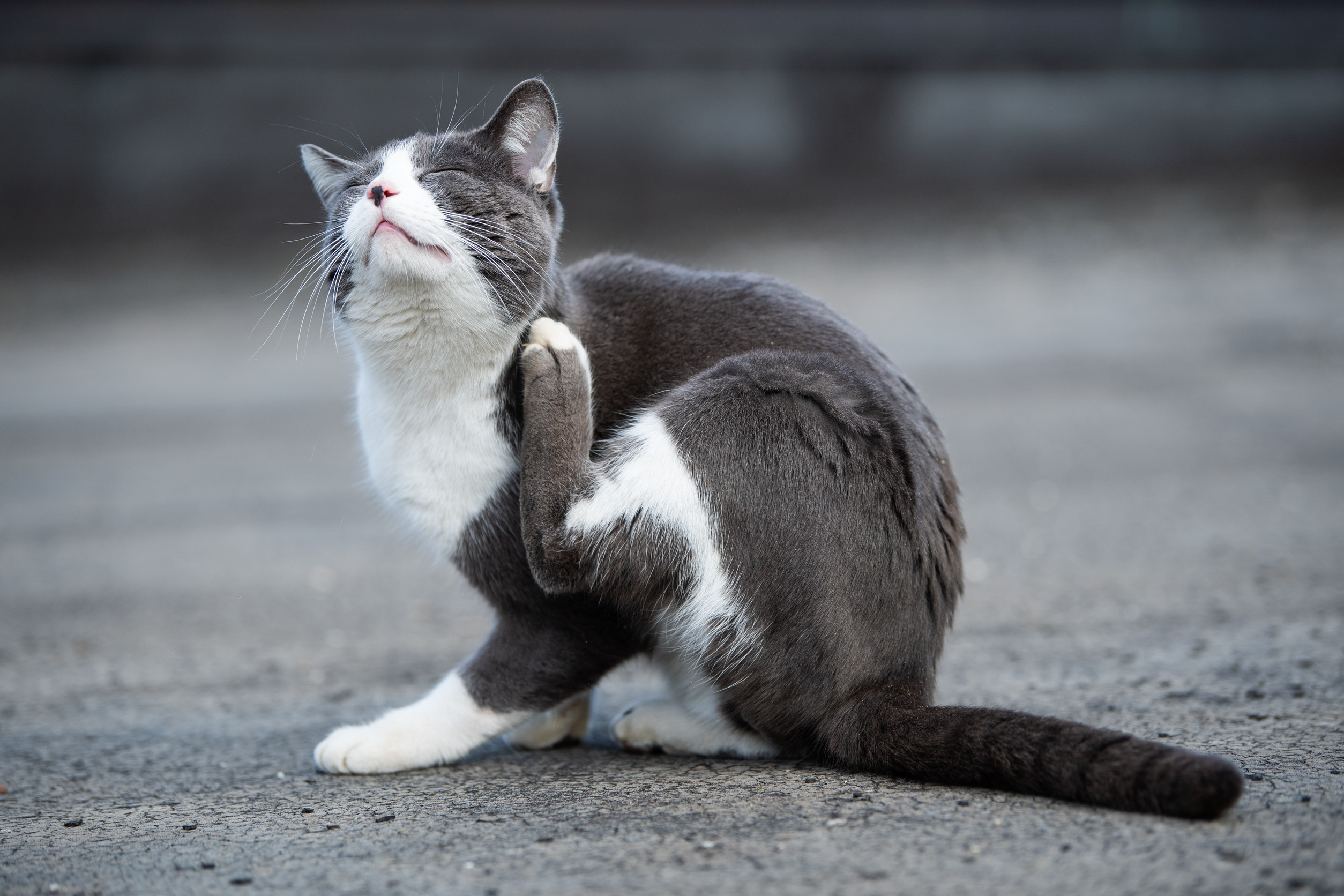 Cryptosporidiose chez le chat : causes, symptômes, traitement - Maladies  des chats - Santévet