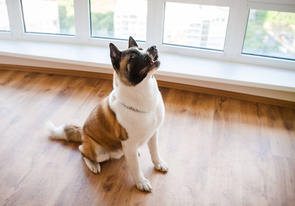 Sitzender Akita