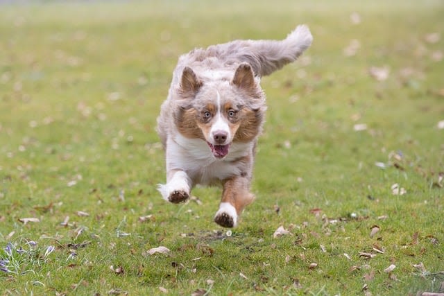 Chien heureux