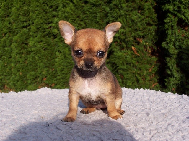 Chiot Chihuahua