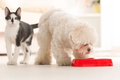 ▷ Catnip o herbe à chat : qu'est-ce que c'est et à quoi ça sert ?