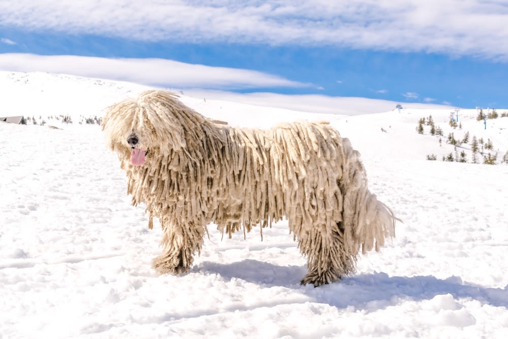 Komondor