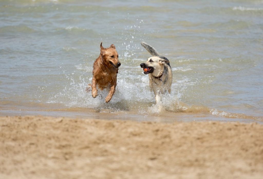 Chiens qui jouent