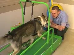 .Santevet_Dr_Artem_Rogalev__Alforme_Maisons_Alfort_-_reeducation_fonctionnelle_appareillage_Kerdog_2_s