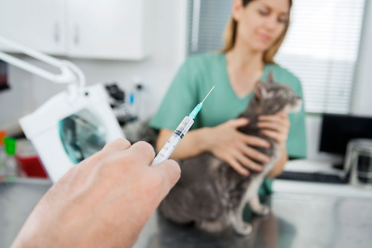 vaccin leucose chat