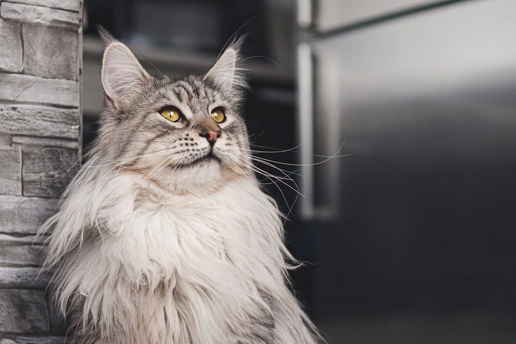 Maine Coon