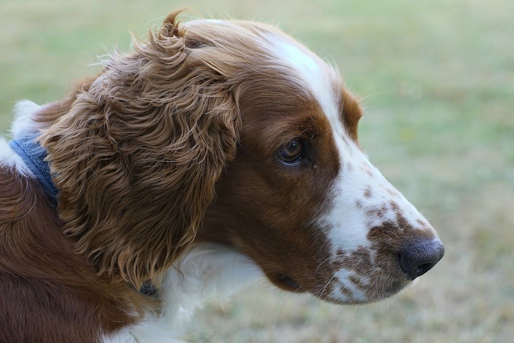 springer spaniel blanc et feu