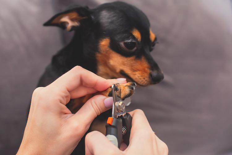 Tous Les Gestes Pour L'entretien Et L'hygiène Du Chien - Santévet