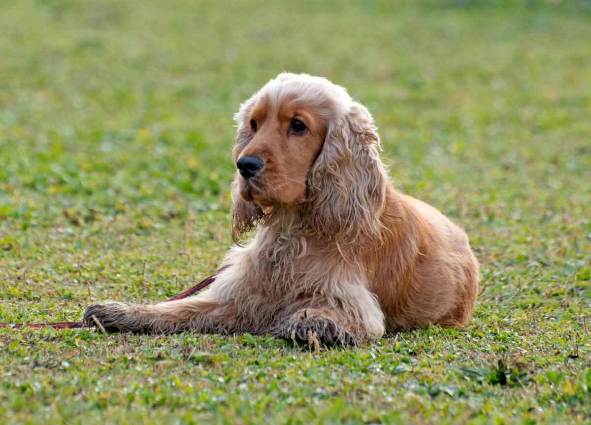 son los cocker spaniels buenos perros de senderismo