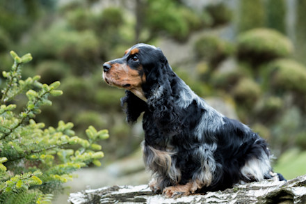 Engelsk Leke Spaniel