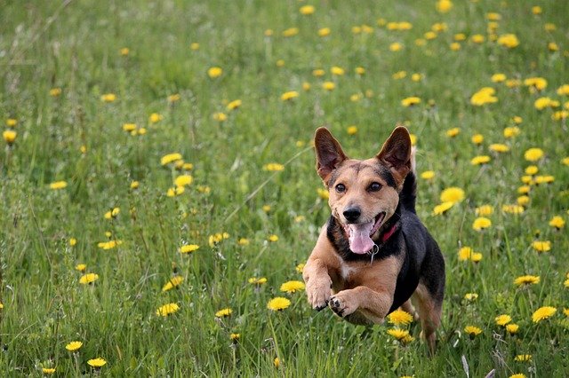 Hund läuft auf Wiese