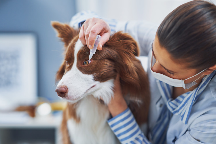 nettoyage des yeux conjonctivite chez le chien