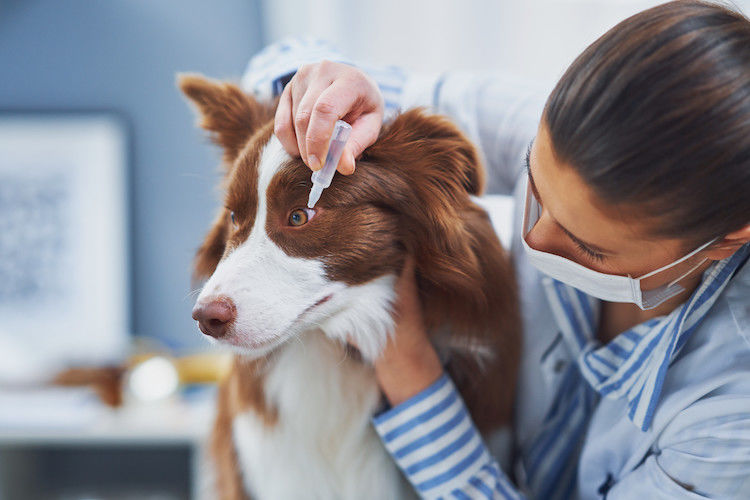 nettoyage yeux conjonctivite chez le chien