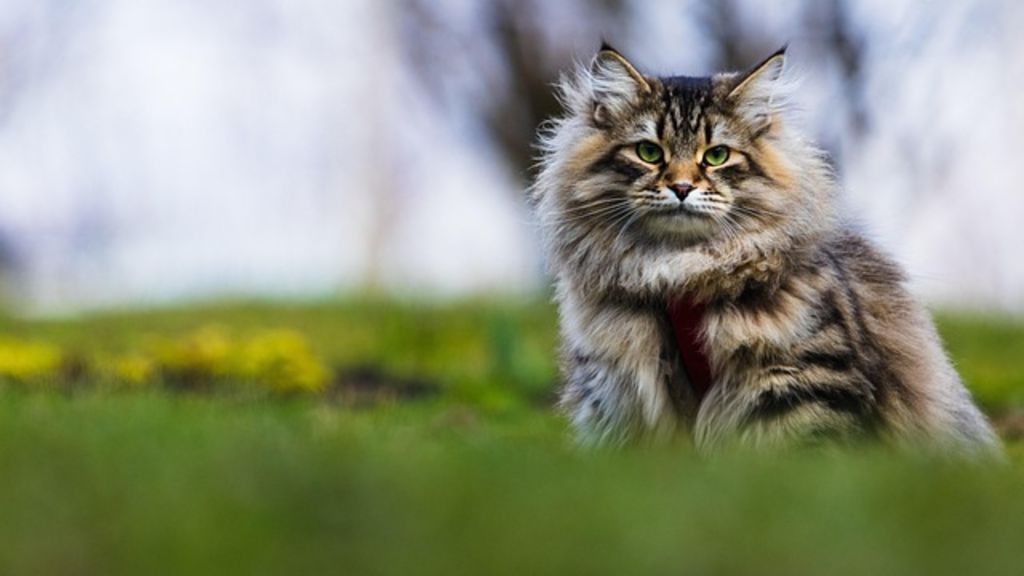 Chat Rasse Les chats russes : découvrez les plus belles races - Santévet