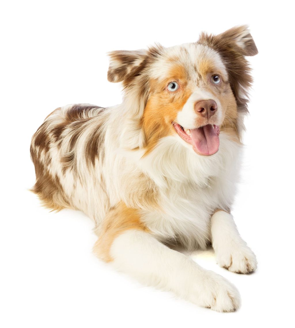 superbe berger americain miniature