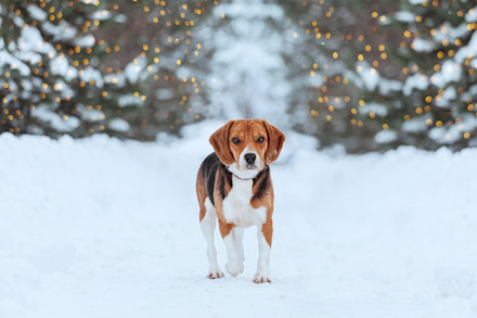 son los sabuesos andaluces amigables o peligrosos para los extraños