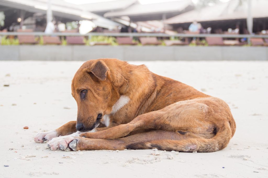 chien qui se mord la patte