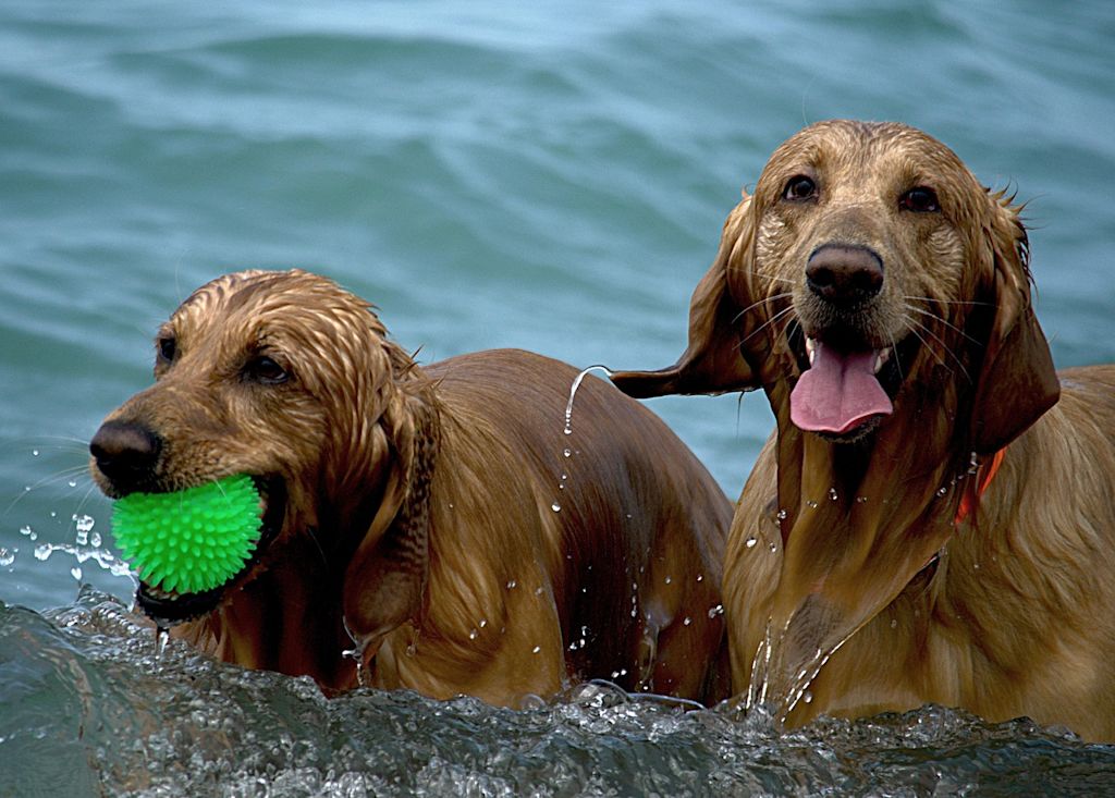 deux chiens jouent dans l-eau