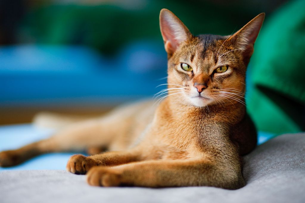 SV chausie tête