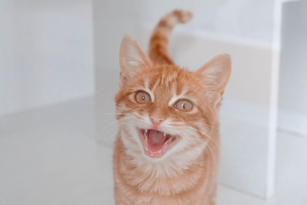 chaton roux agressif