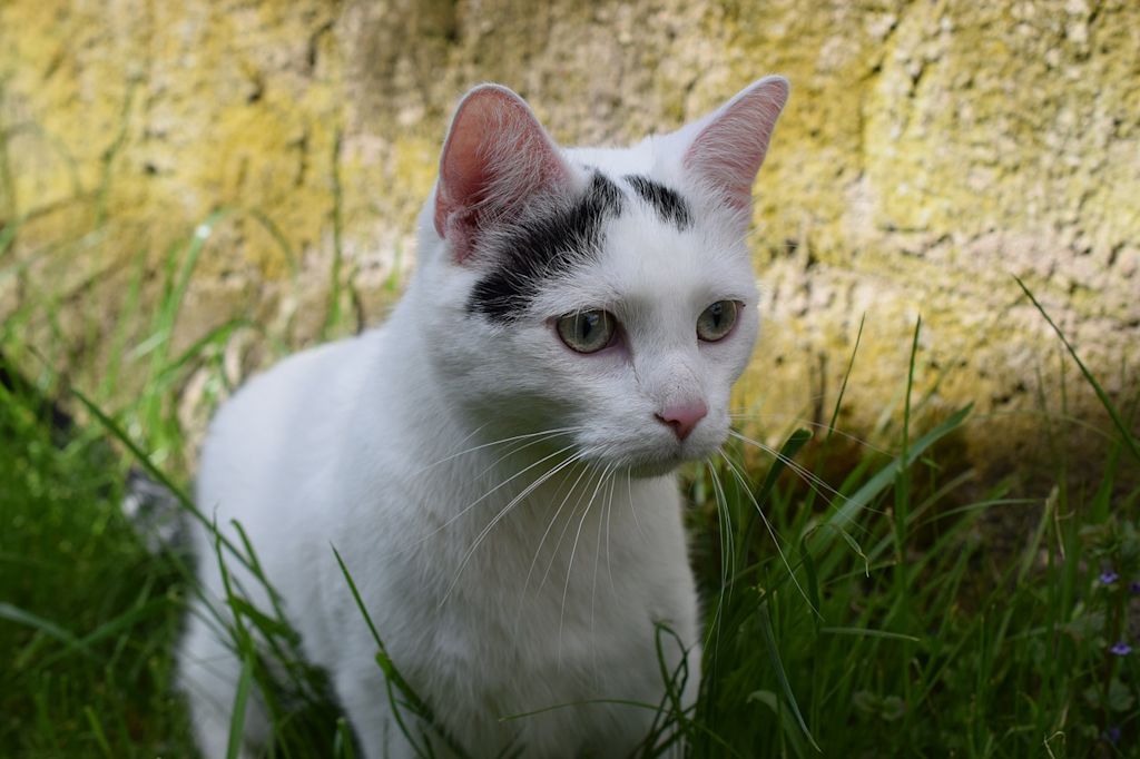 chat noir et blanc herbe