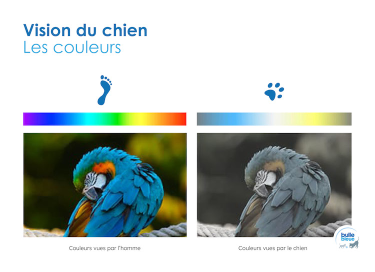 vision du chien couleurs