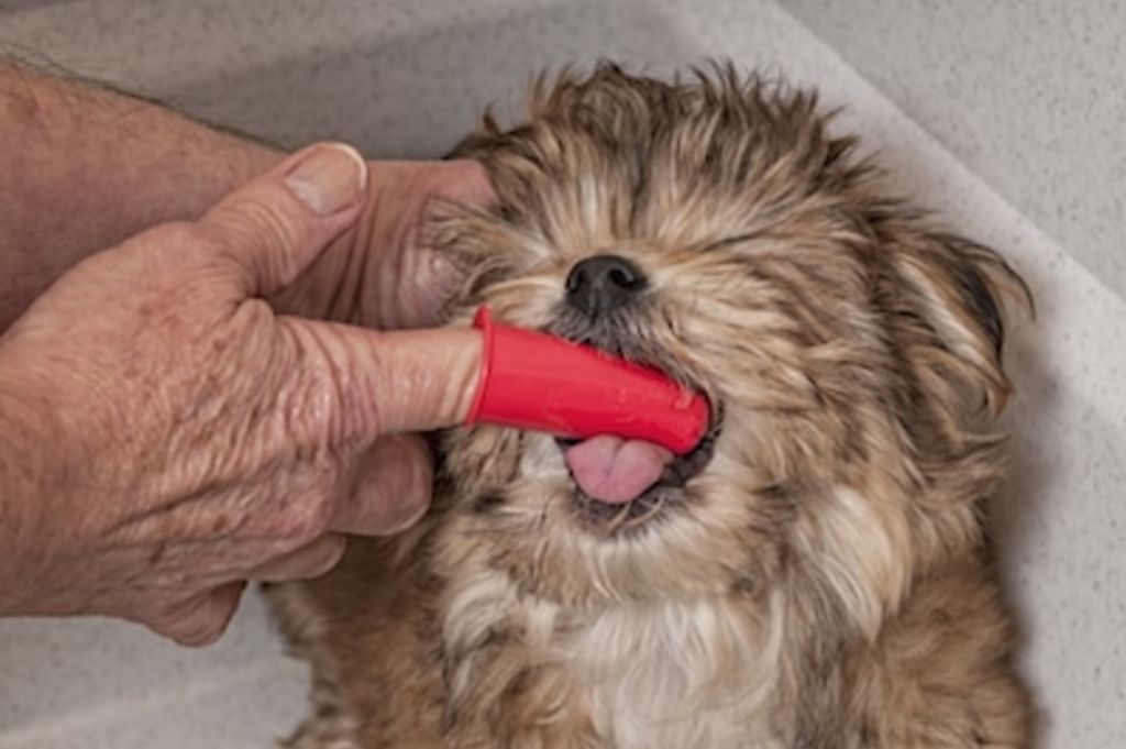 brosser les dents du chien 2
