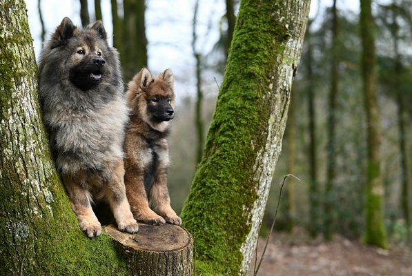 Keeshond 2