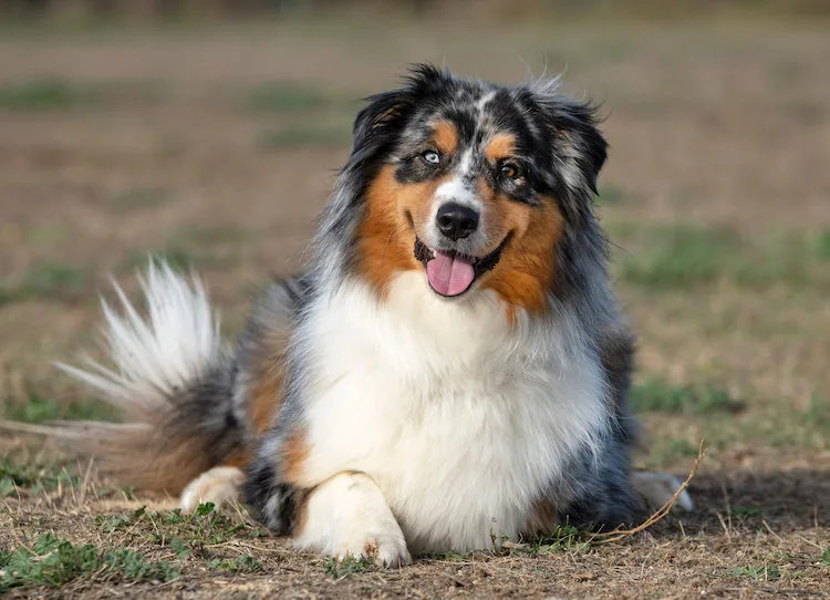 Race de chien moyen : les 10 préférés des français