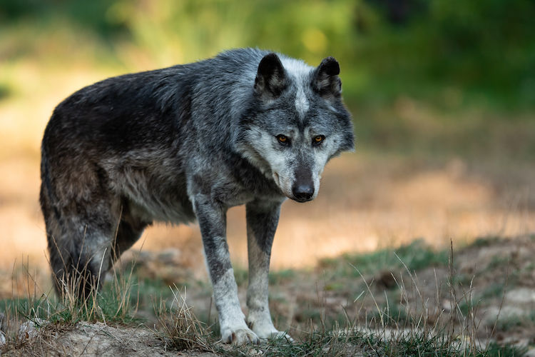 loup ancetre chien