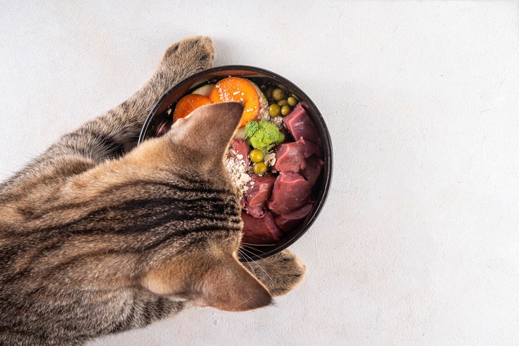 Alimentation maison chien