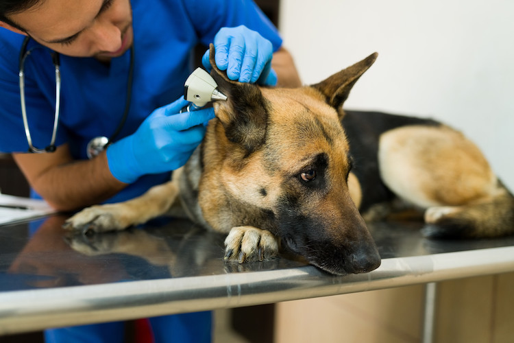 dermatite atopique chez le chien