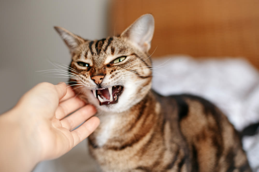 Getigerte Katze faucht und zeigt Zähne