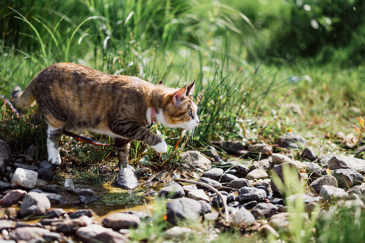 chat qui chasse