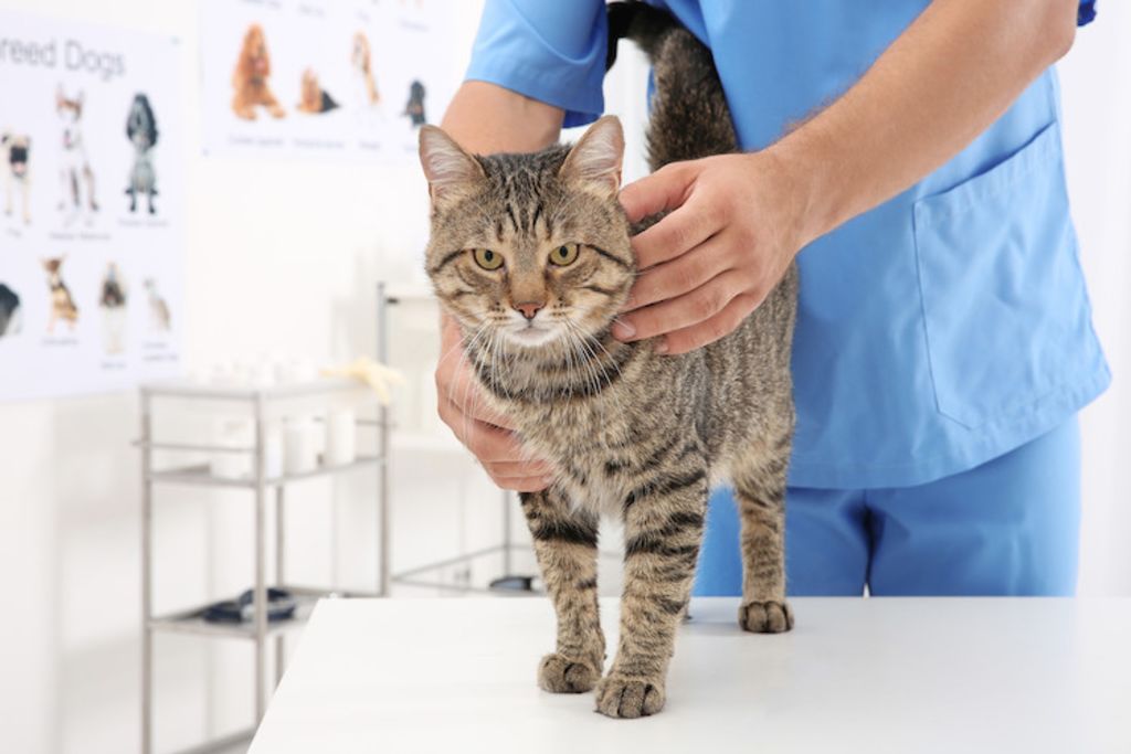 suivi veterinaire chat morsure