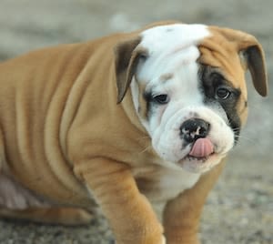 chiot continental bulldog