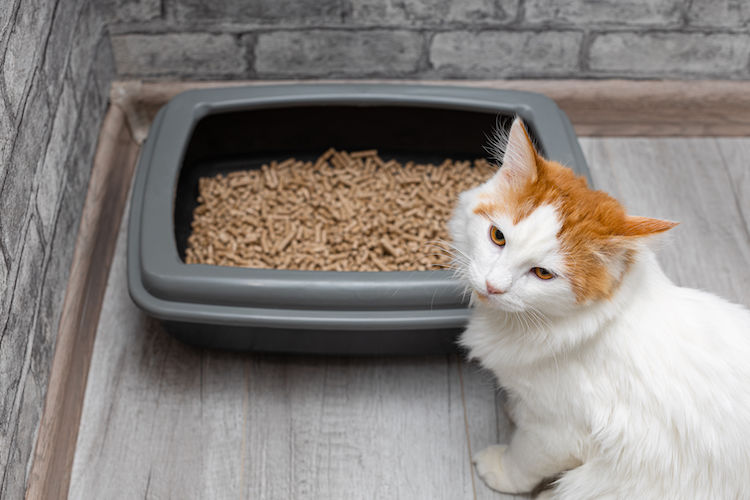 choisir litiere chat