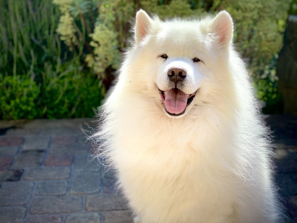 samoyede foret